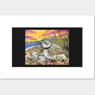 Piping Plovers and Chicks Posters and Art